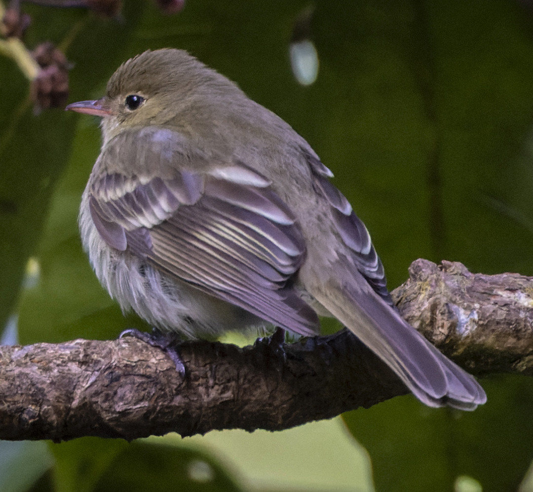 image Mountain Elaenia